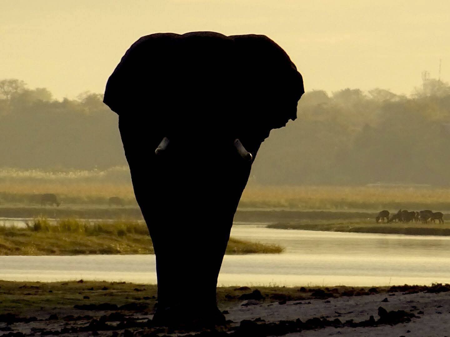 Elephant River crossing on safari